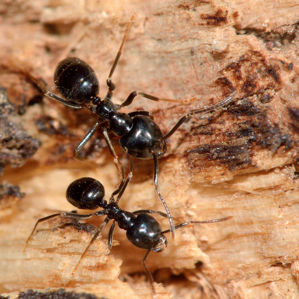 Jet black ants (Lasius fuliginosus) - Photo, Image