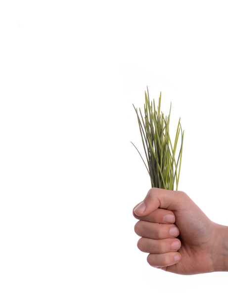 bunch of grass in hand - Photo, Image