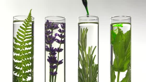 fern, lavender, rosemary and mint in test tubes - Footage, Video