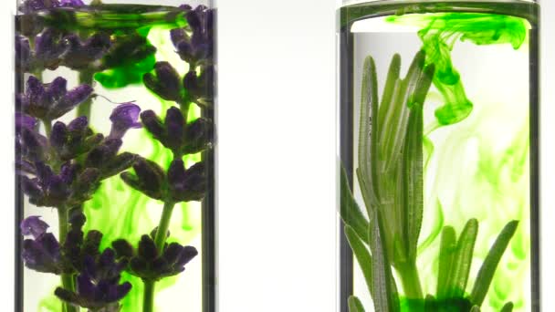 Lavender and rosemary in test tubes - Footage, Video