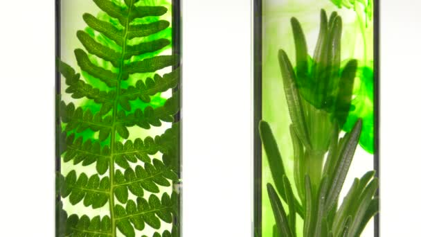 fern and rosemary in test tubes - Footage, Video