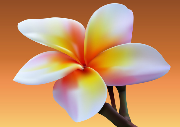 Stock Photo - Frangipani flower - Vector, Image