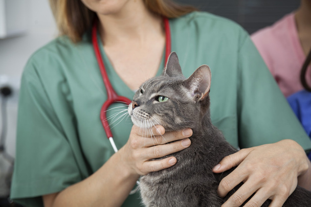 Midsection Of Doctor Touching Cat - Fotoğraf, Görsel