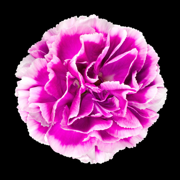 Pink and White Carnation Flower Isolated on Black - Photo, Image