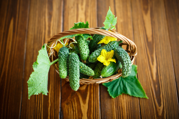 fresh organic cucumbers - Fotoğraf, Görsel