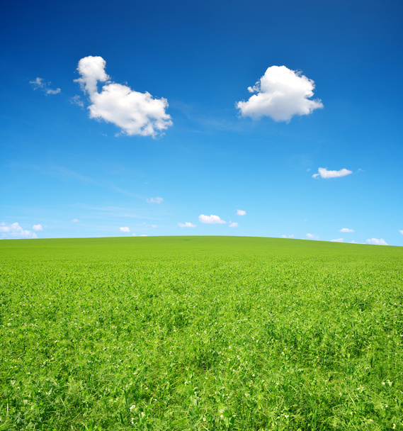 Pea field in sunny day. - Photo, Image