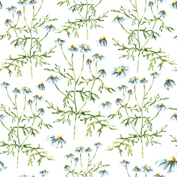 Watercolor chamomile herbs. seamless pattern - Vetor, Imagem