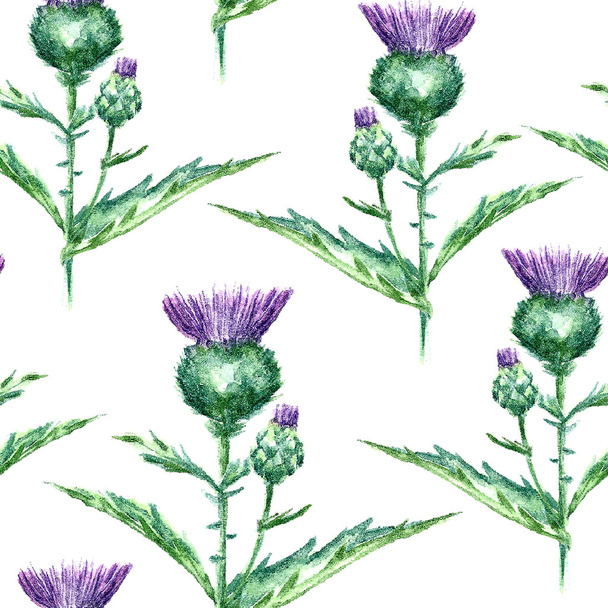 Watercolor milk thistle herb. seamless pattern - Vettoriali, immagini