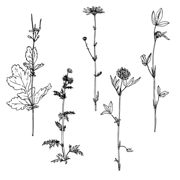 Set of ink drawing herbs - Vector, Imagen
