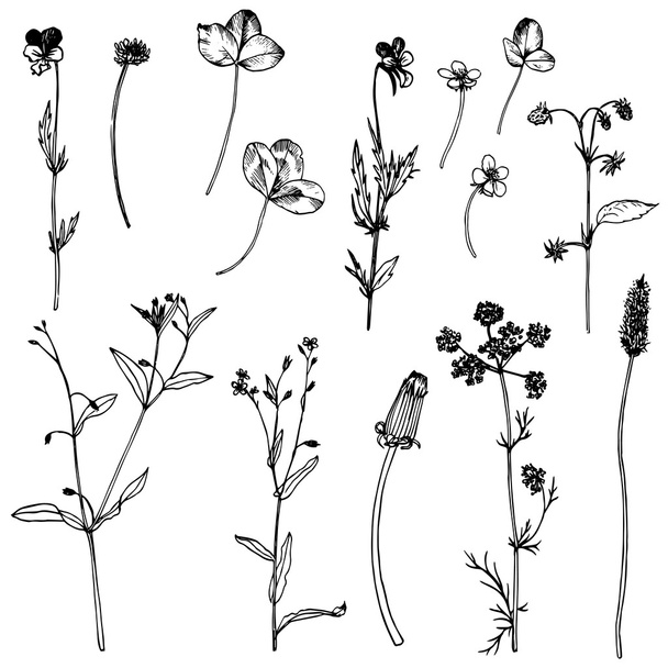 Set of ink drawing herbs and leaves - Vektor, kép