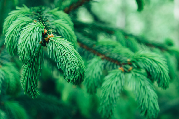 Хвойних дерев, що ростуть в Карпатському - Фото, зображення
