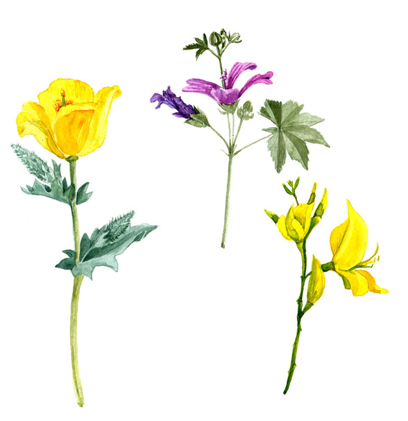 Set of watercolor drawing flowers - Fotoğraf, Görsel