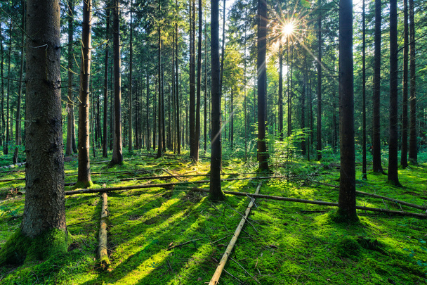 Pohádkový les - přírodní smrkové lesy - Fotografie, Obrázek