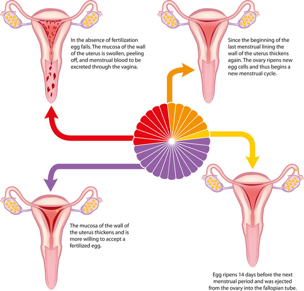 менструального циклу
 - Вектор, зображення
