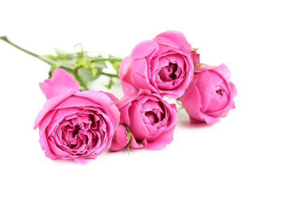 Beautiful pink roses isolated - Foto, afbeelding