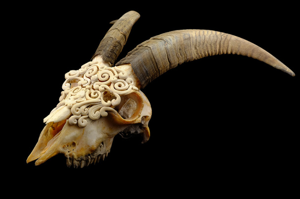 ポリマークレイ (選択と集中で飾られたヤギの頭蓋骨) - 写真・画像