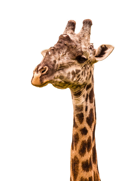Girafe portrait sur fond blanc
 - Photo, image
