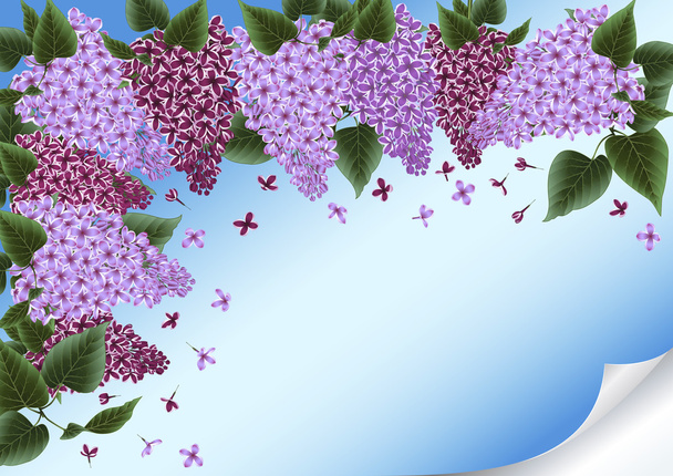 Lilac flowers decoration - Vector, Image