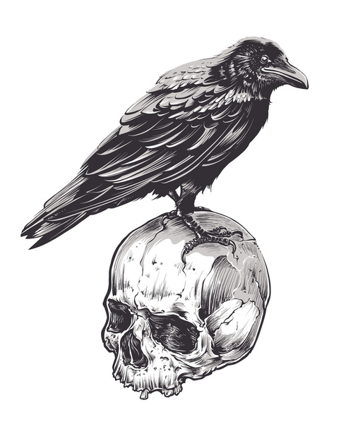 Crow on Skull - Vector, Image
