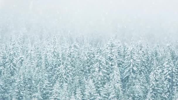 Δάσος σε βαριές χιονοπτώσεις - Πλάνα, βίντεο