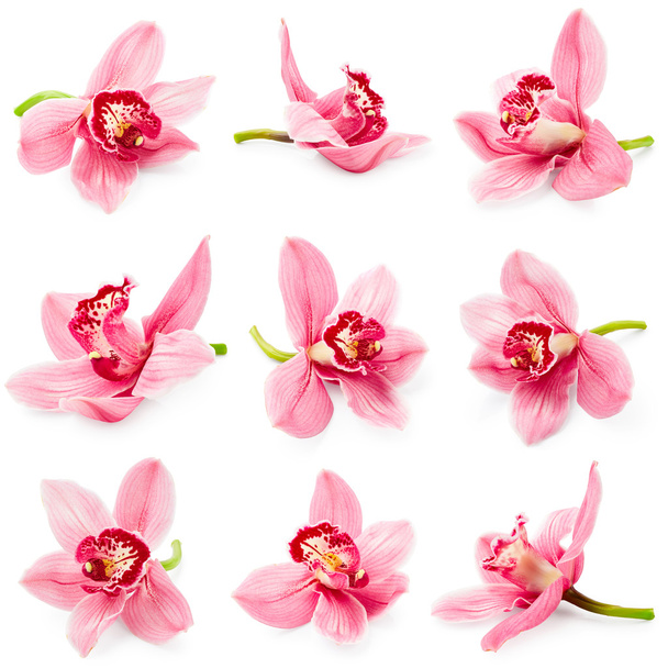 pembe orkide çiçekleri  - Fotoğraf, Görsel