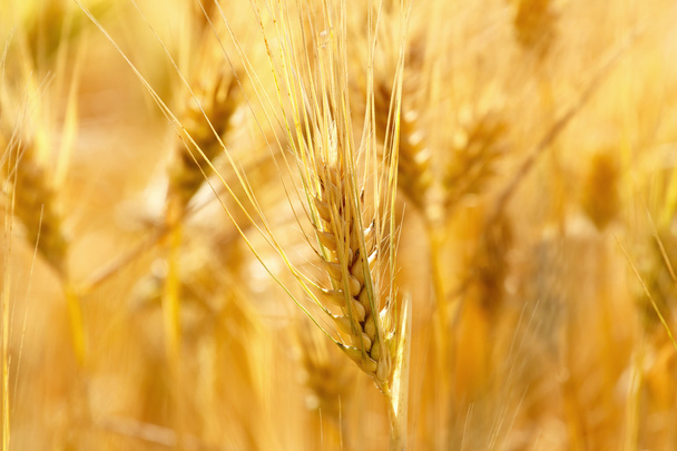 Gold grains in summer time - Photo, Image