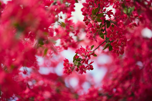 Primavera rosa árbol floreciente
 - Foto, Imagen