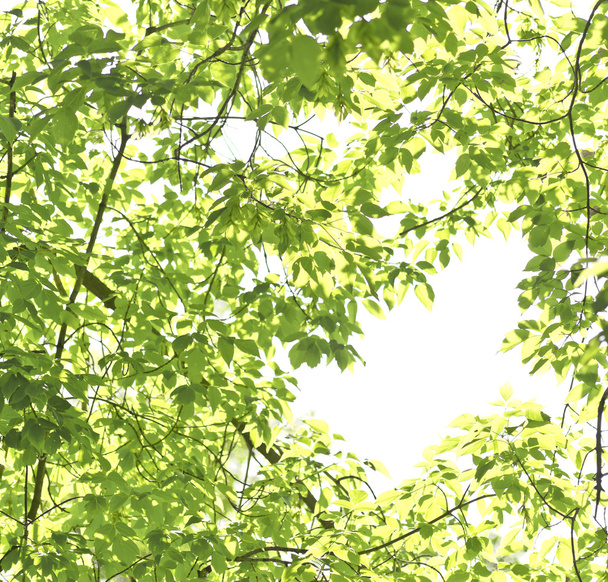 hojas verdes aisladas - Foto, imagen
