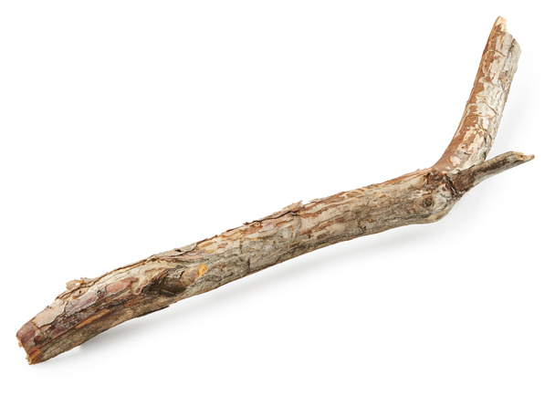 Tree branch isolated - Photo, Image