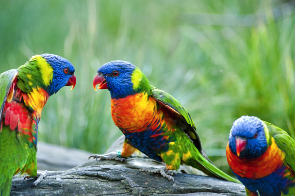 mooie regenboog vogels - Foto, afbeelding