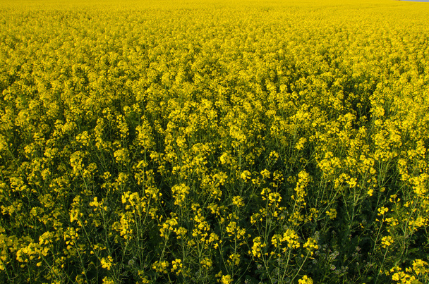 Flowers of oil in rapeseed field. - Photo, Image