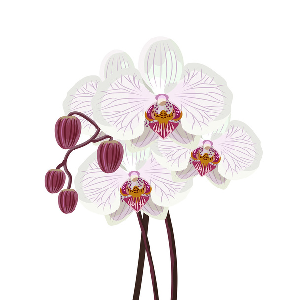 Purple orchid branch on white background. - Vector, Image