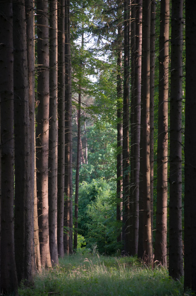 Caminho da floresta iluminada
 - Foto, Imagem