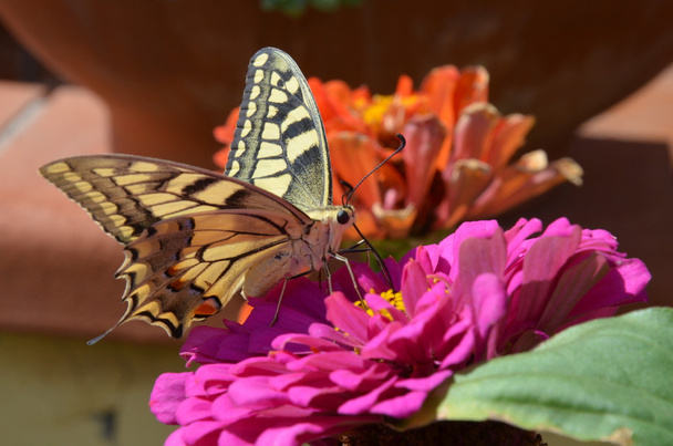 Farfalla primo piano sul fiore
 - Foto, immagini