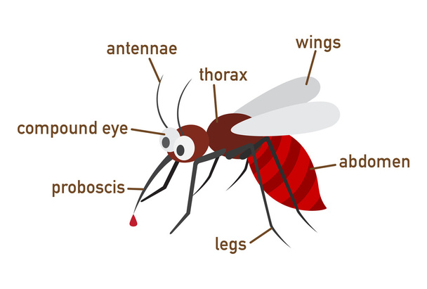 Εικονογράφηση των κουνουπιών λεξιλόγιο μέρος του σώματος - Διάνυσμα, εικόνα