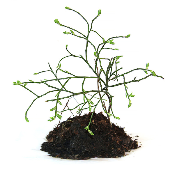 olajfesték fiatal bush equisetum, egy darab földet és gyökerek f - Fotó, kép