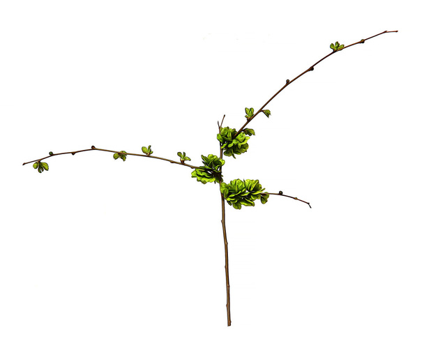 Ελαιογραφία, αντλώντας νεαρών βλαστών, φρέσκα φύλλα, πράσινα άγουρος s - Φωτογραφία, εικόνα