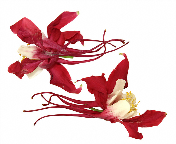 peinture à l'huile dessin grandes fleurs rouges et blanches royal Aquilegia isol
 - Photo, image