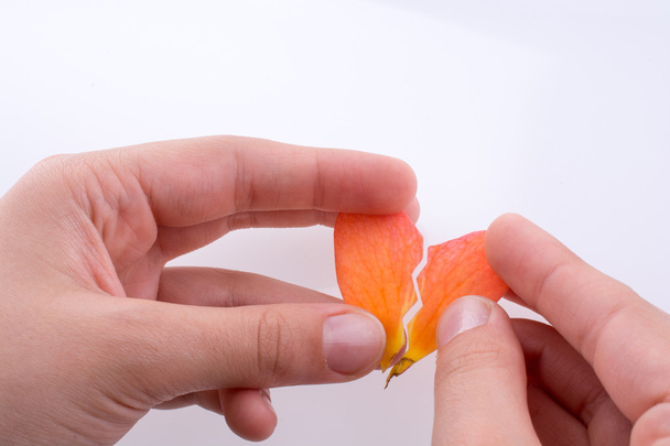 Uma pétala de rosa laranja
 - Foto, Imagem