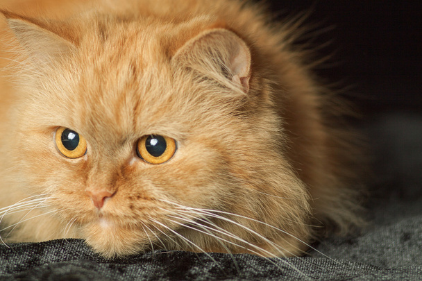 arca vörös macska - Fotó, kép