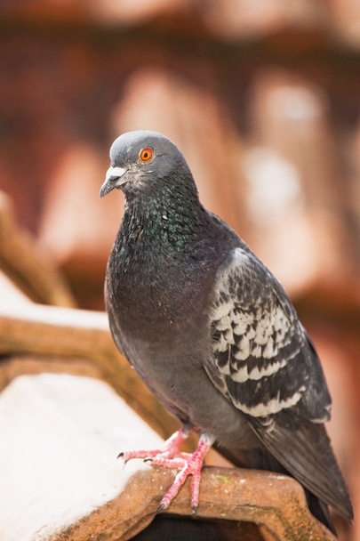 Pigeon sunlit - Photo, Image