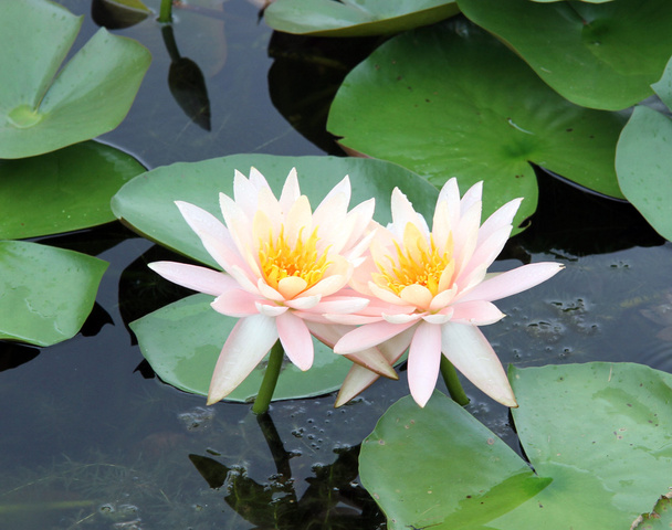 Two lotuses - Фото, зображення