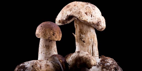 lahodné Hřib houby izolované na černém pozadí. kulinářské houbová jídla. - Fotografie, Obrázek