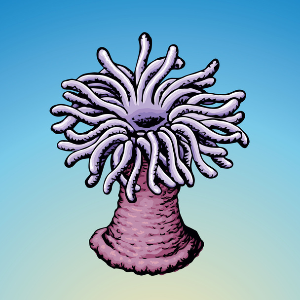 Anémona marina. Boceto vectorial
 - Vector, imagen