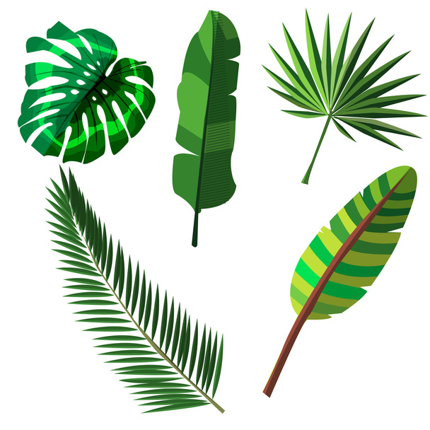 Vector illustration of tropical plants - Vektör, Görsel