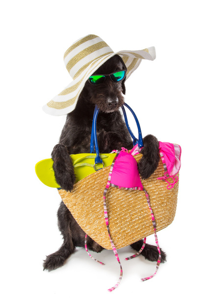Funny summer black dog with summer accessories. - Foto, Imagem