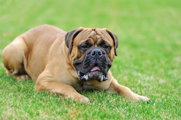 Englanti mastiffi koira
 - Valokuva, kuva
