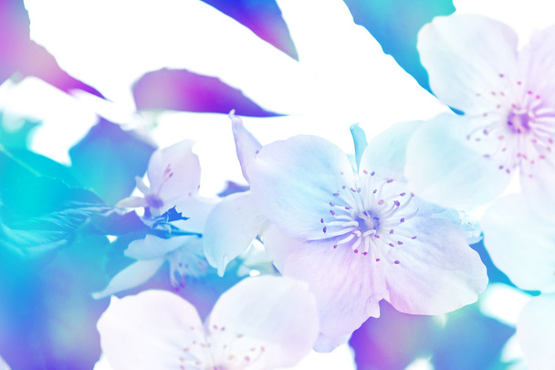 Narin yasemin çiçekleriyle bahar manzarası. Beyaz çiçekler - Fotoğraf, Görsel