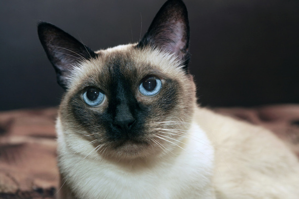 siamská kočka - Fotografie, Obrázek