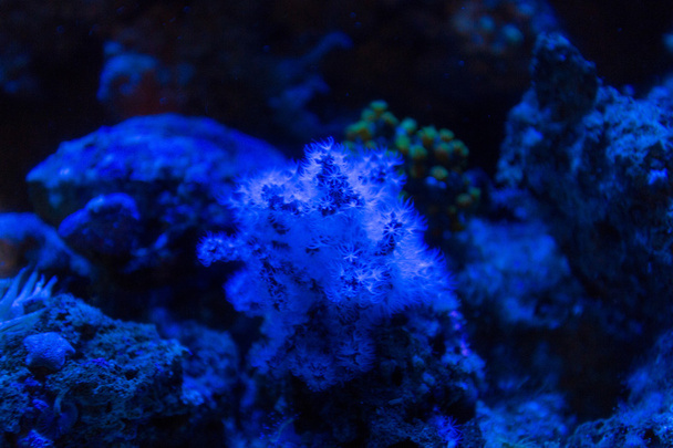 Gorgonian coral under blue light - Фото, зображення